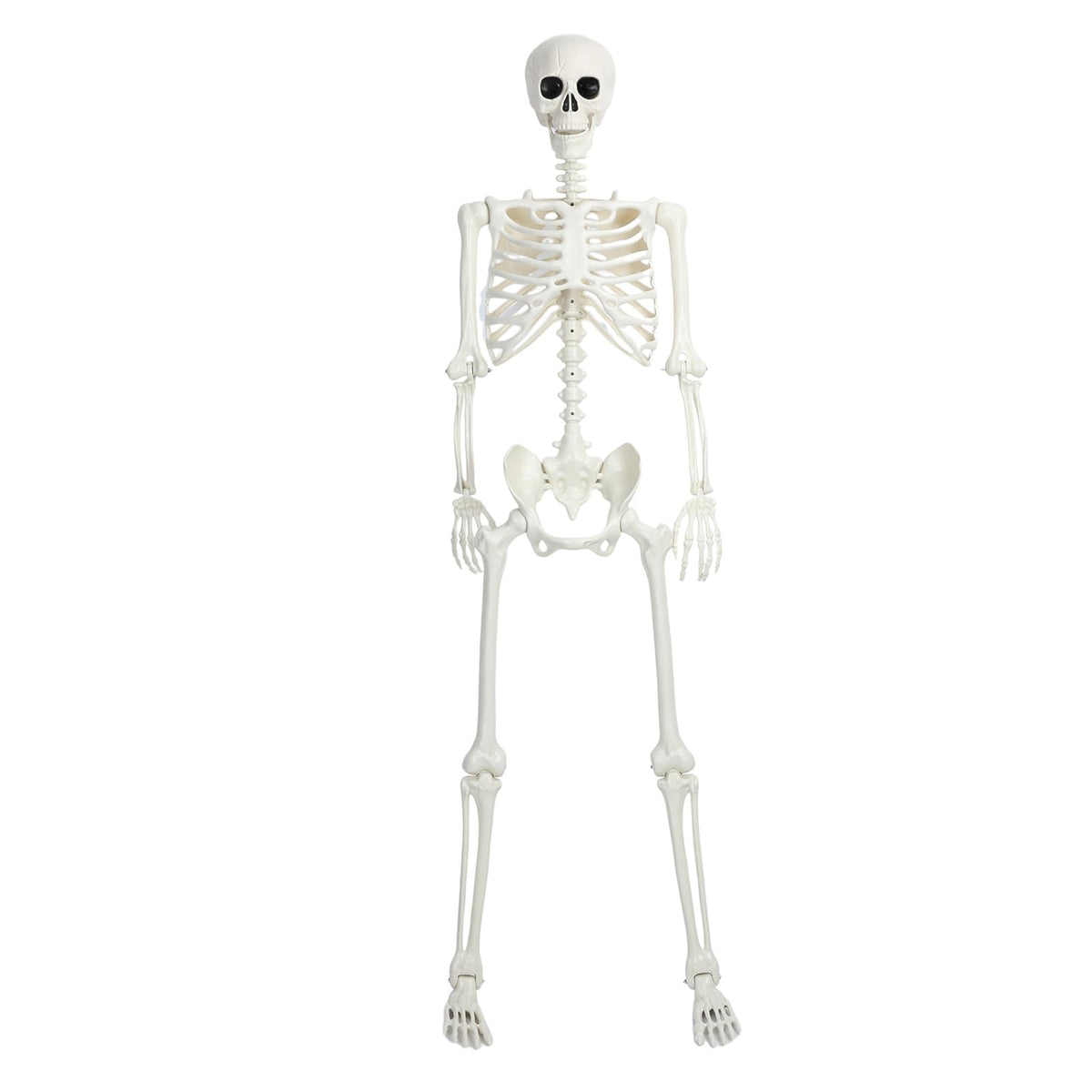 5.4Ft/165cm Life Size Skeleton with Movable Joints T890