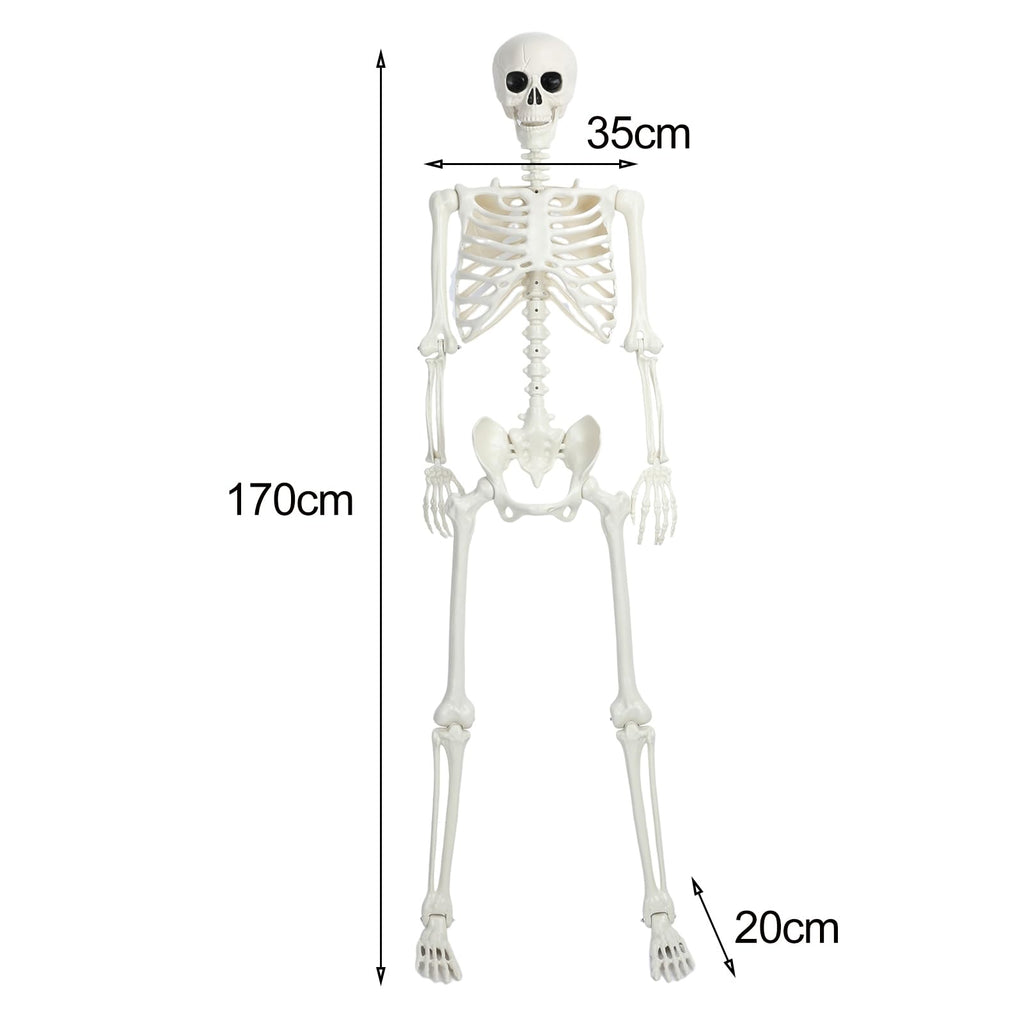 5.4Ft/165cm Life Size Skeleton with Movable Joints T890