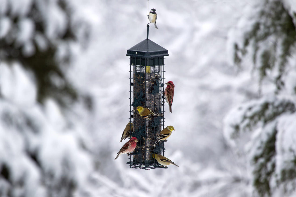 Squirrel-proof Bird Feeder with 6 Feeding Ports, 3.4-pound Seed Capacity P5898