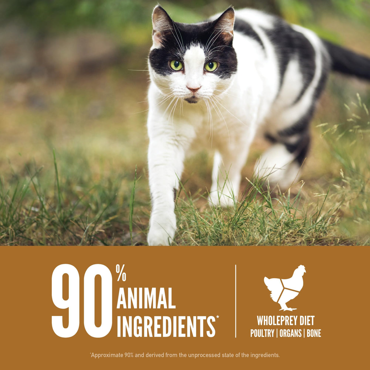 Grain Free Dry Cat Food 4lb Bag Q8353