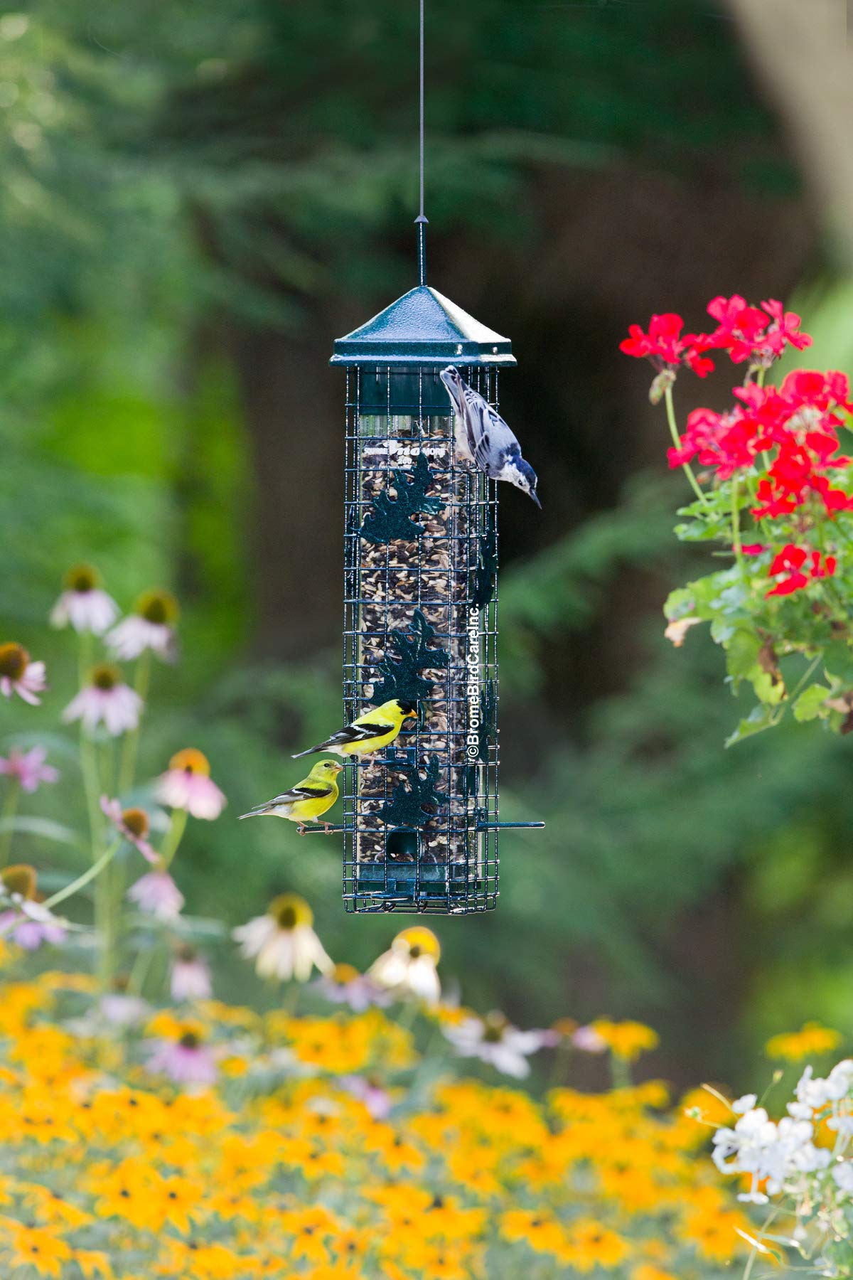 Squirrel-proof Bird Feeder with 6 Feeding Ports, 3.4-pound Seed Capacity P5898