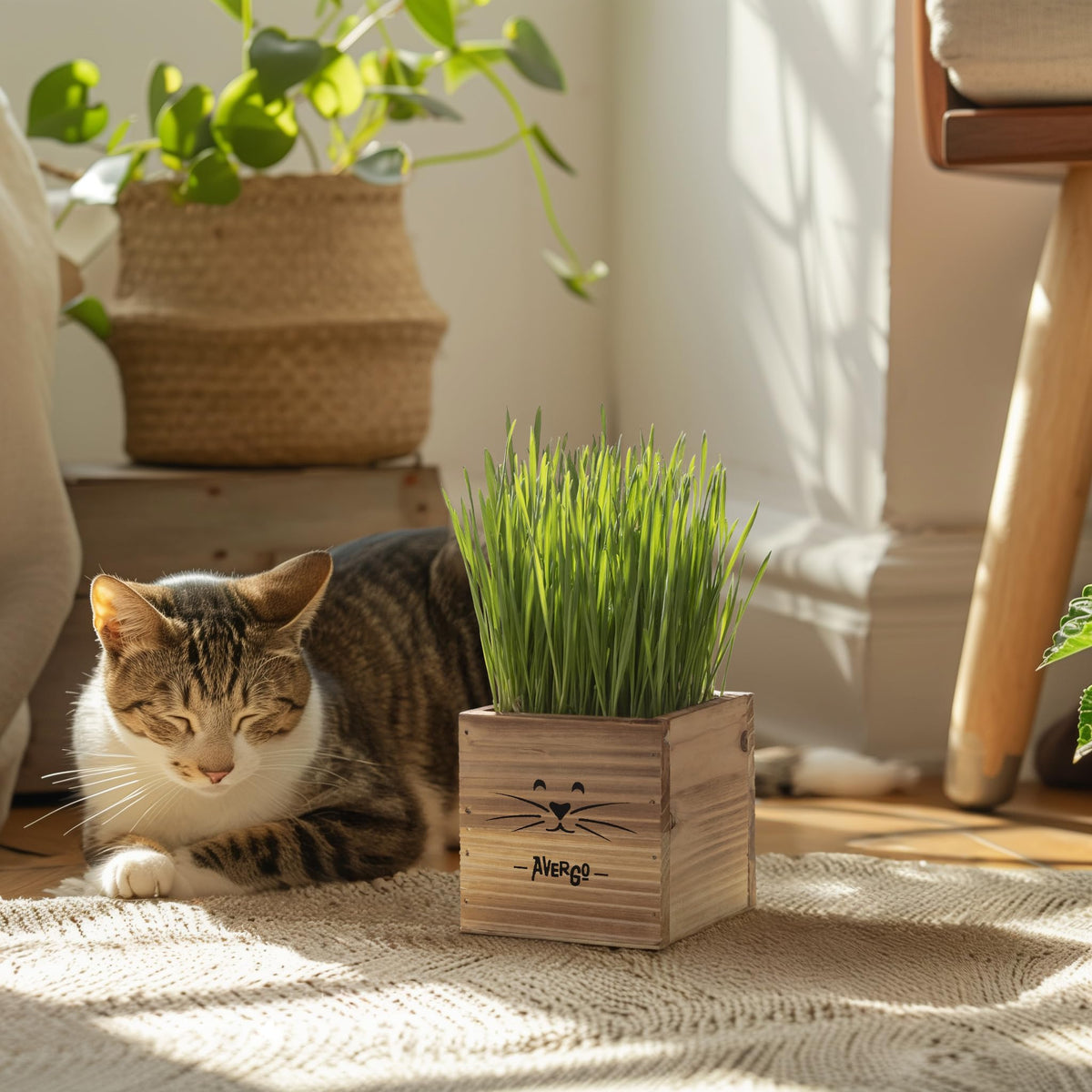 Cat Grass Kit with 2 Seed Packets W547140